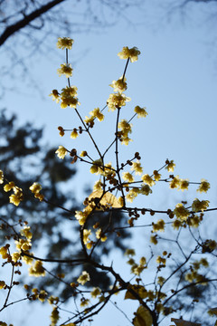 腊梅花与天空