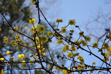 仰拍腊梅花