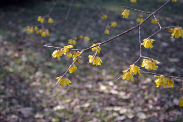 腊梅花枝