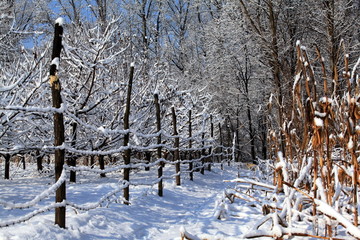 大雪雪树银花玉米杆