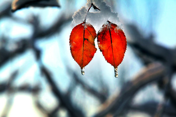 雪中树枝上一对红叶