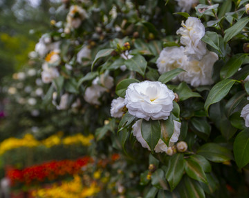 山茶花