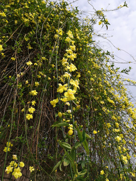 迎春花