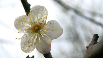 雨后梅花