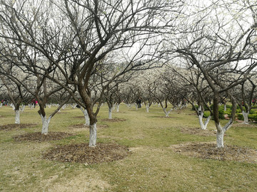 萝岗香雪公园