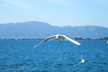 海鸥