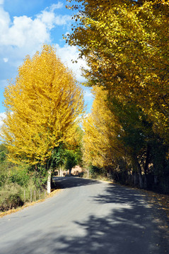 秋叶公路