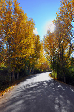 秋叶公路