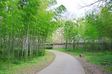 竹林小道