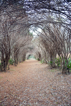 冬天植物隧道