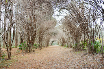 冬天植物隧道