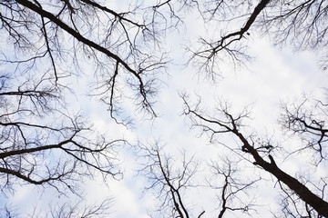 树枝与天空