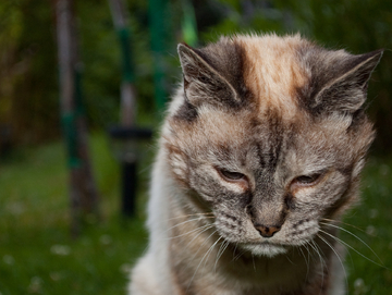 悲伤的猫