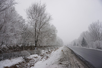 冬天公路边的雾淞