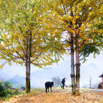 乡村风景