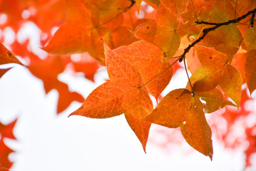 秋天树叶背景