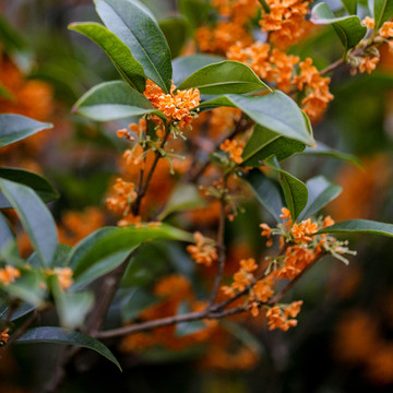 八月桂花