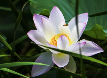 荷花