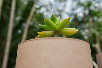 铭月多肉植物