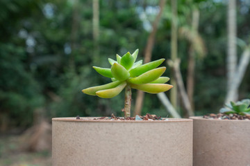 铭月多肉植物