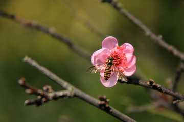 梅花