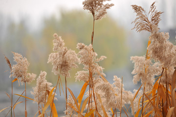 高清芦苇花