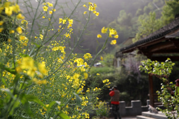 春天油菜花