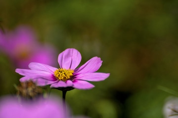 格桑花