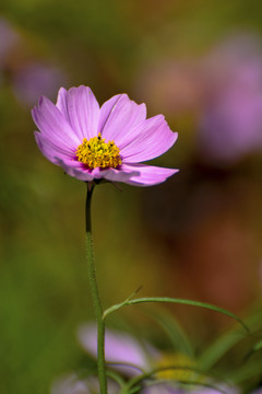 格桑花