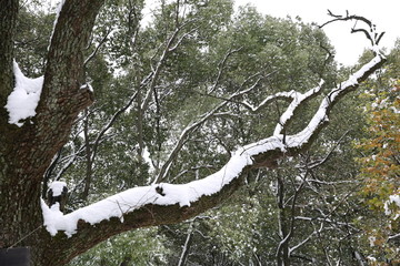 雪景