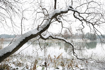 雪景