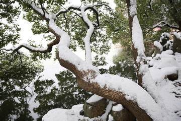 雪景