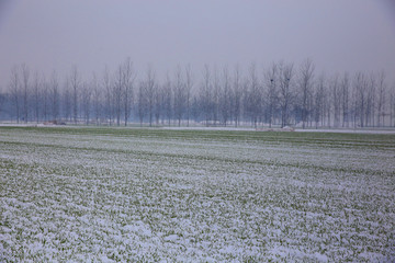 雪中麦田