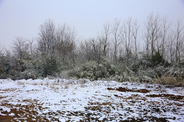 雪中草木