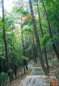 登山绿道