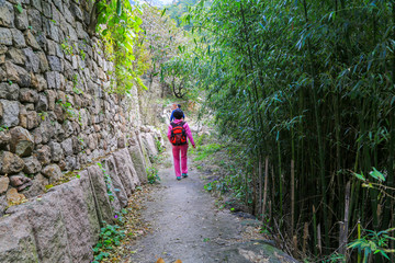 青岛崂山竹林