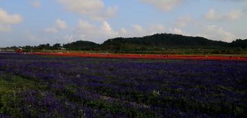 花海