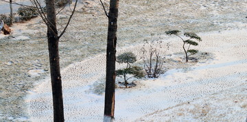 雪地上的小树