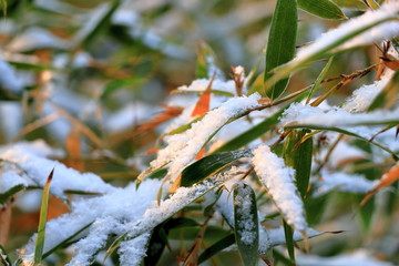 雪中竹林