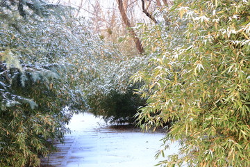 雪中竹林