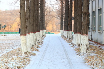 雪景