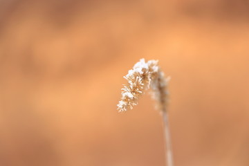 狗尾巴草