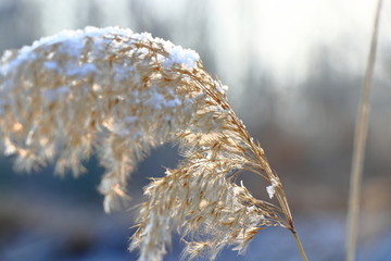 芦苇草