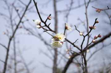 梅花