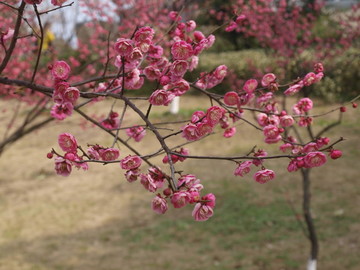 梅花