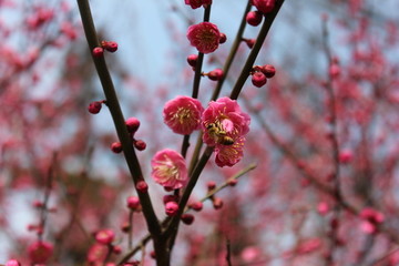 梅花