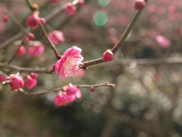 梅花