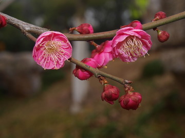 梅花