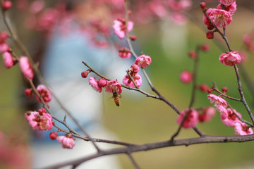 梅花