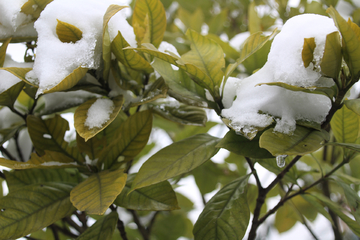 叶上雪